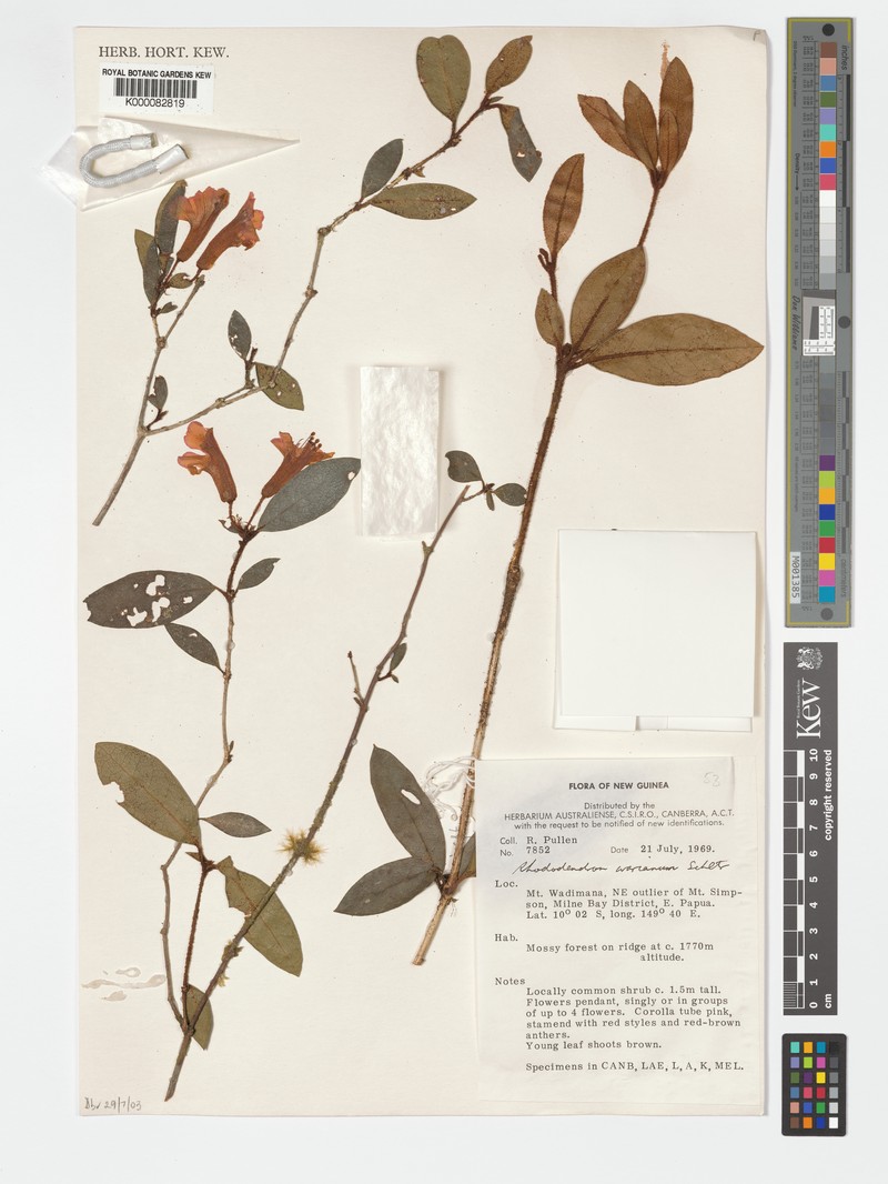 Rhododendron leptanthum var. warianum photo 4