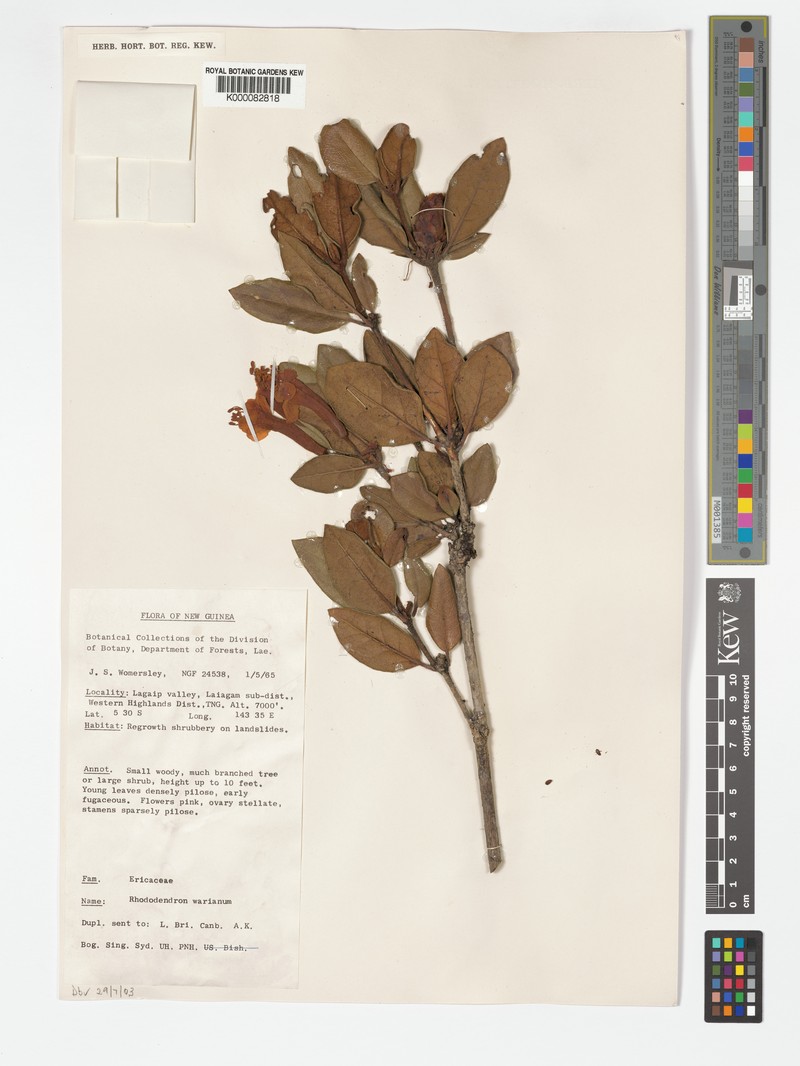 Rhododendron leptanthum var. warianum photo 5