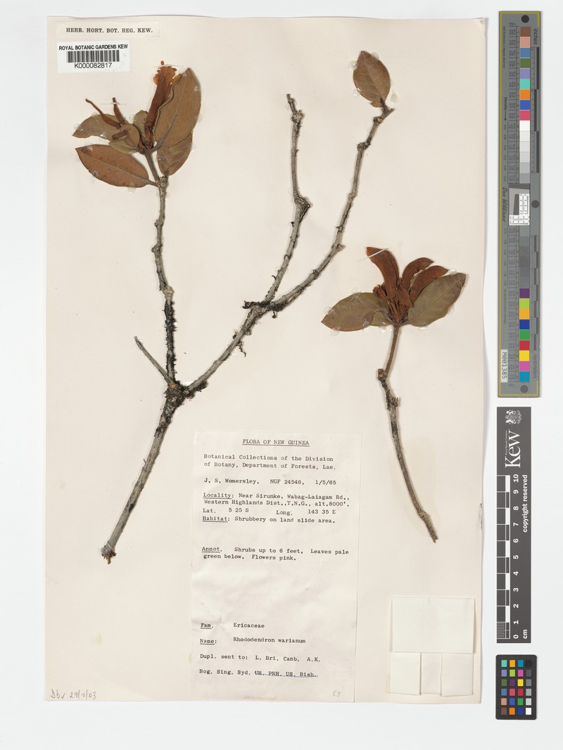 Rhododendron leptanthum var. warianum photo 6