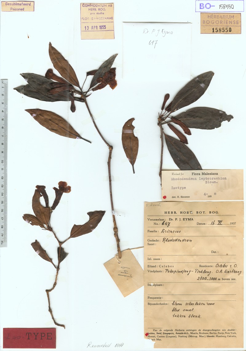 Rhododendron leptobrachion