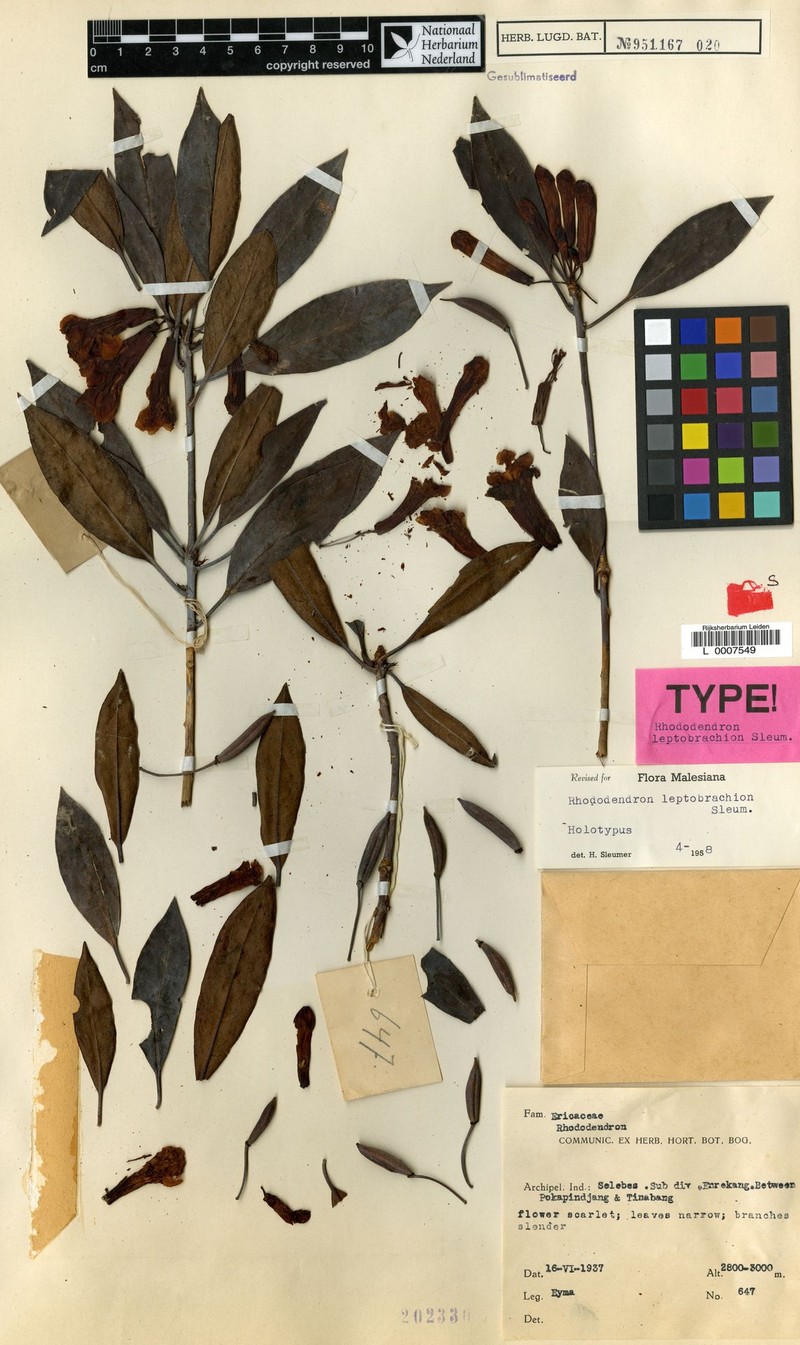 Rhododendron leptobrachion photo 2