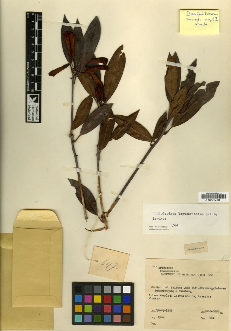 Rhododendron leptobrachion photo 3