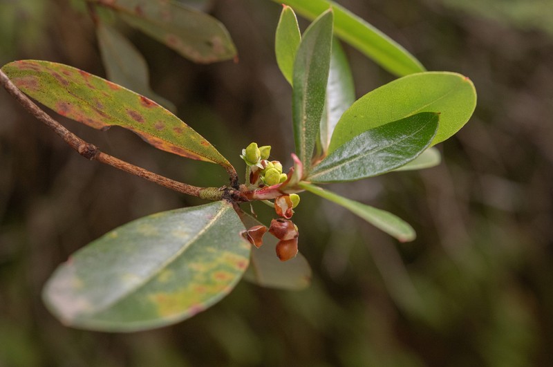 Rhododendron leptocarpum