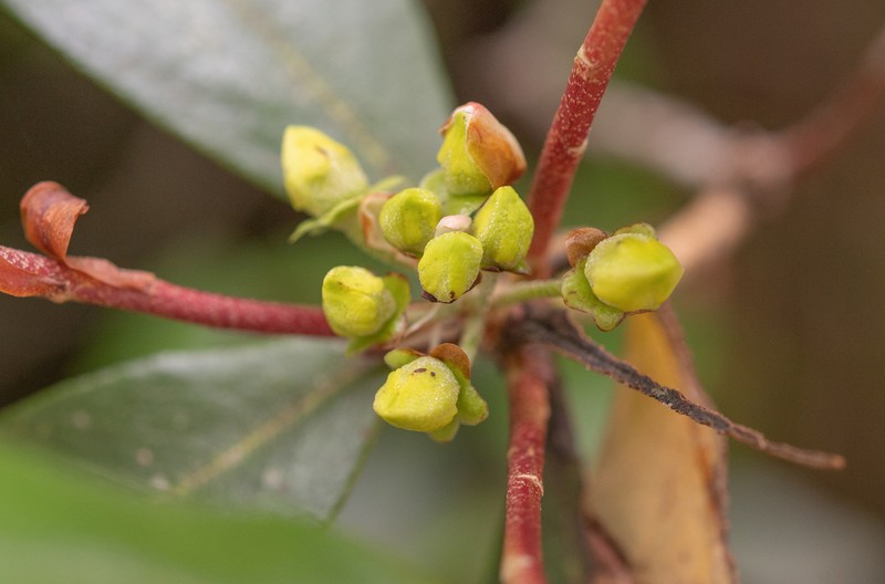 Rhododendron leptocarpum photo 2