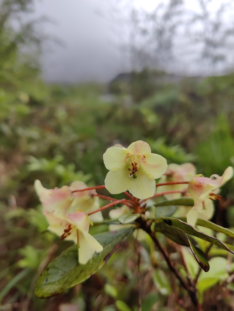 Rhododendron leptocarpum photo 3