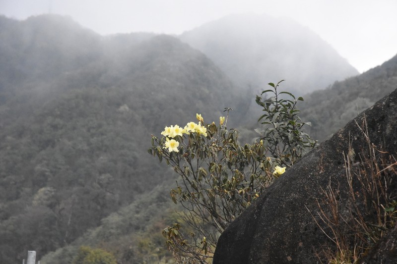 Rhododendron leptocarpum photo 4