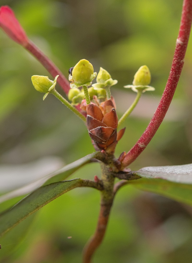 Rhododendron leptocarpum photo 5