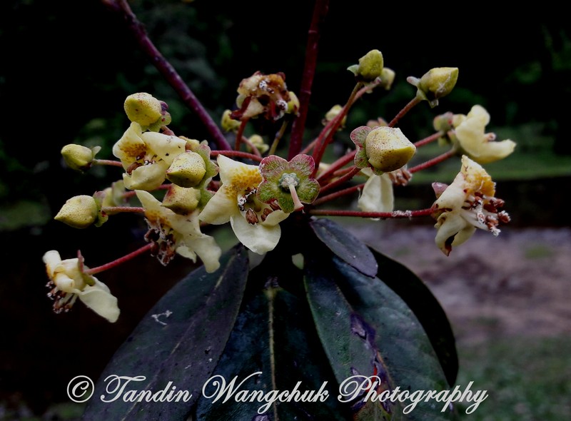 Rhododendron leptocarpum photo 7