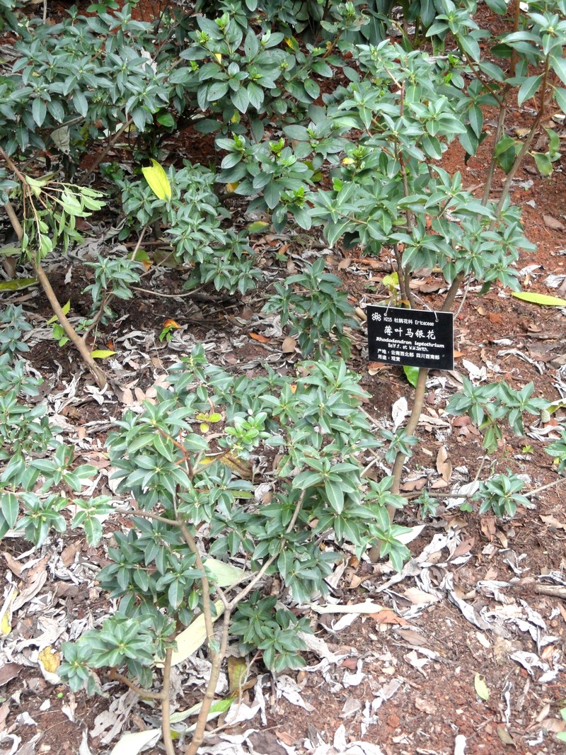 Rhododendron leptothrium