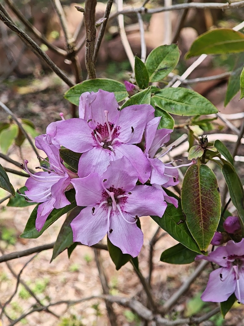 Rhododendron leptothrium photo 2
