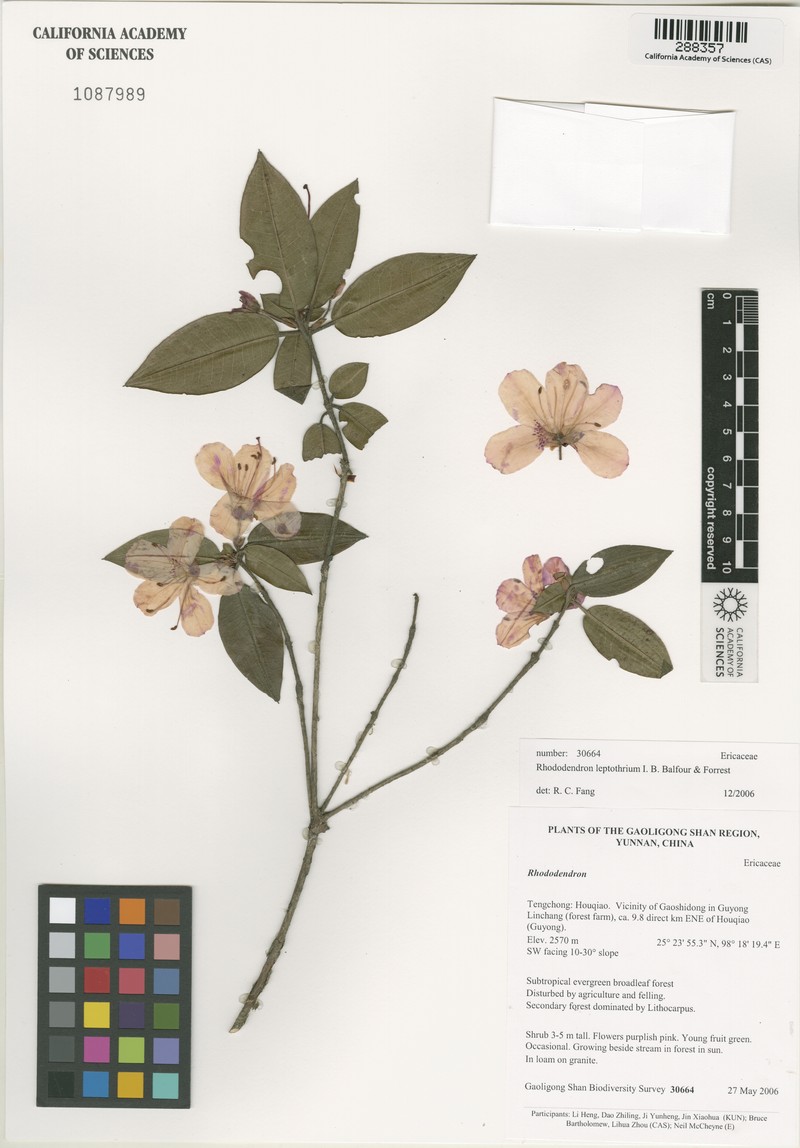 Rhododendron leptothrium photo 3
