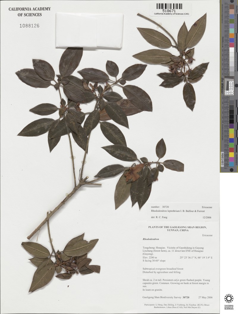 Rhododendron leptothrium photo 4