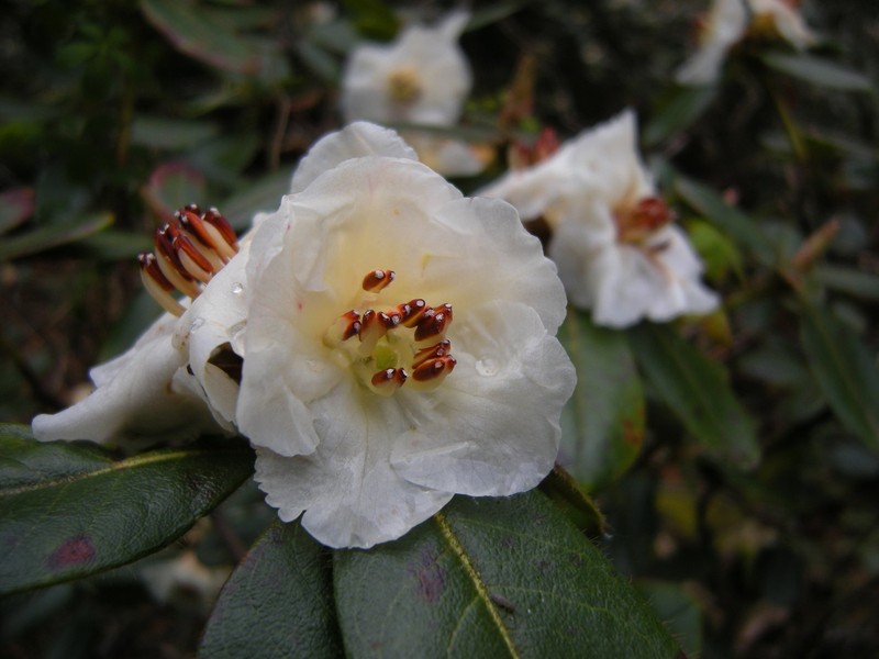 Rhododendron leucaspis photo 2