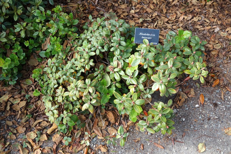 Rhododendron leucaspis