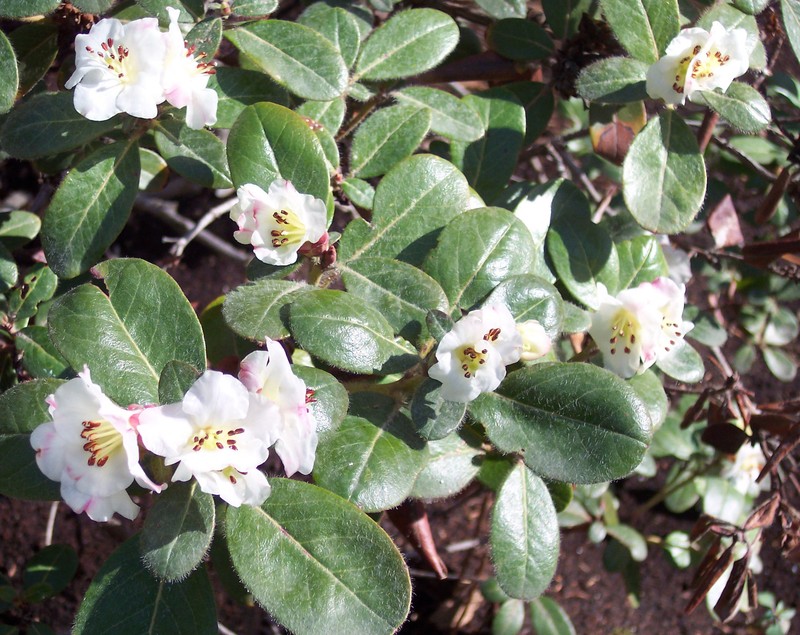 Rhododendron leucaspis photo 3