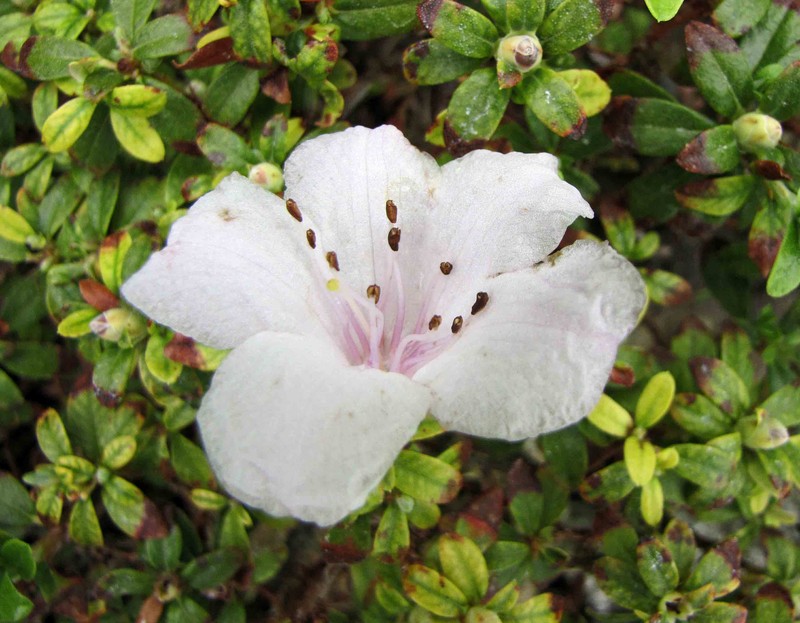 Rhododendron leucaspis photo 4