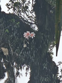 Rhododendron leucogigas