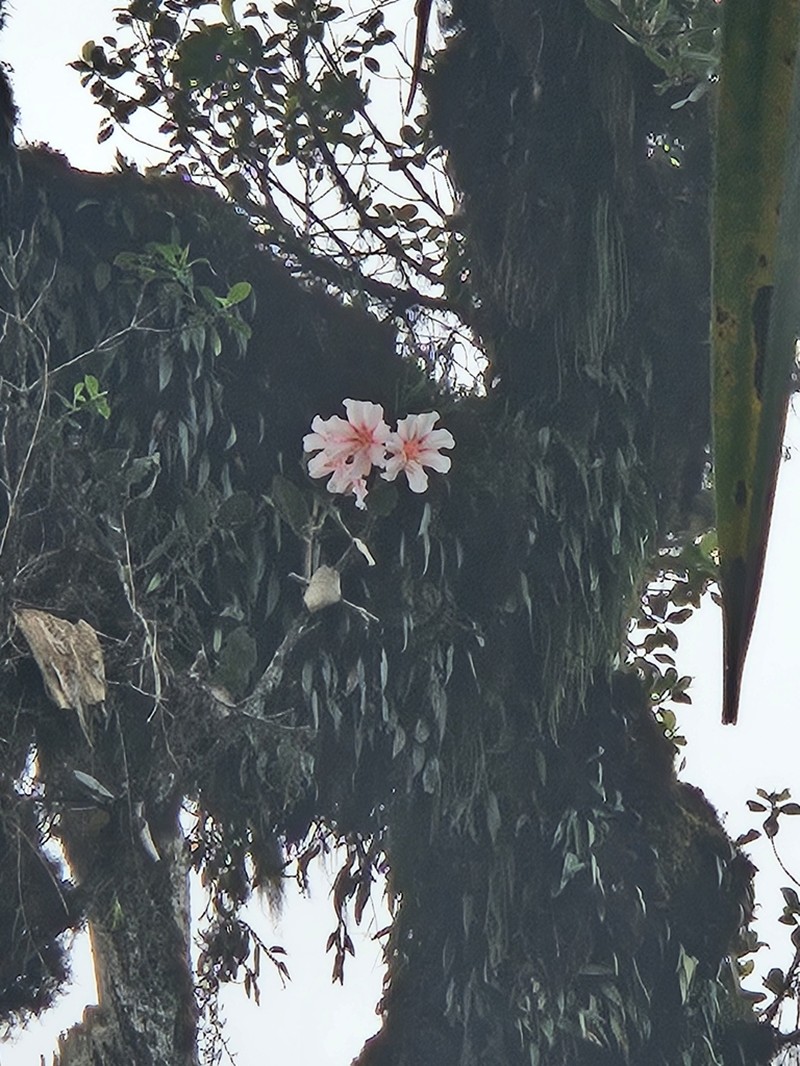 Rhododendron leucogigas