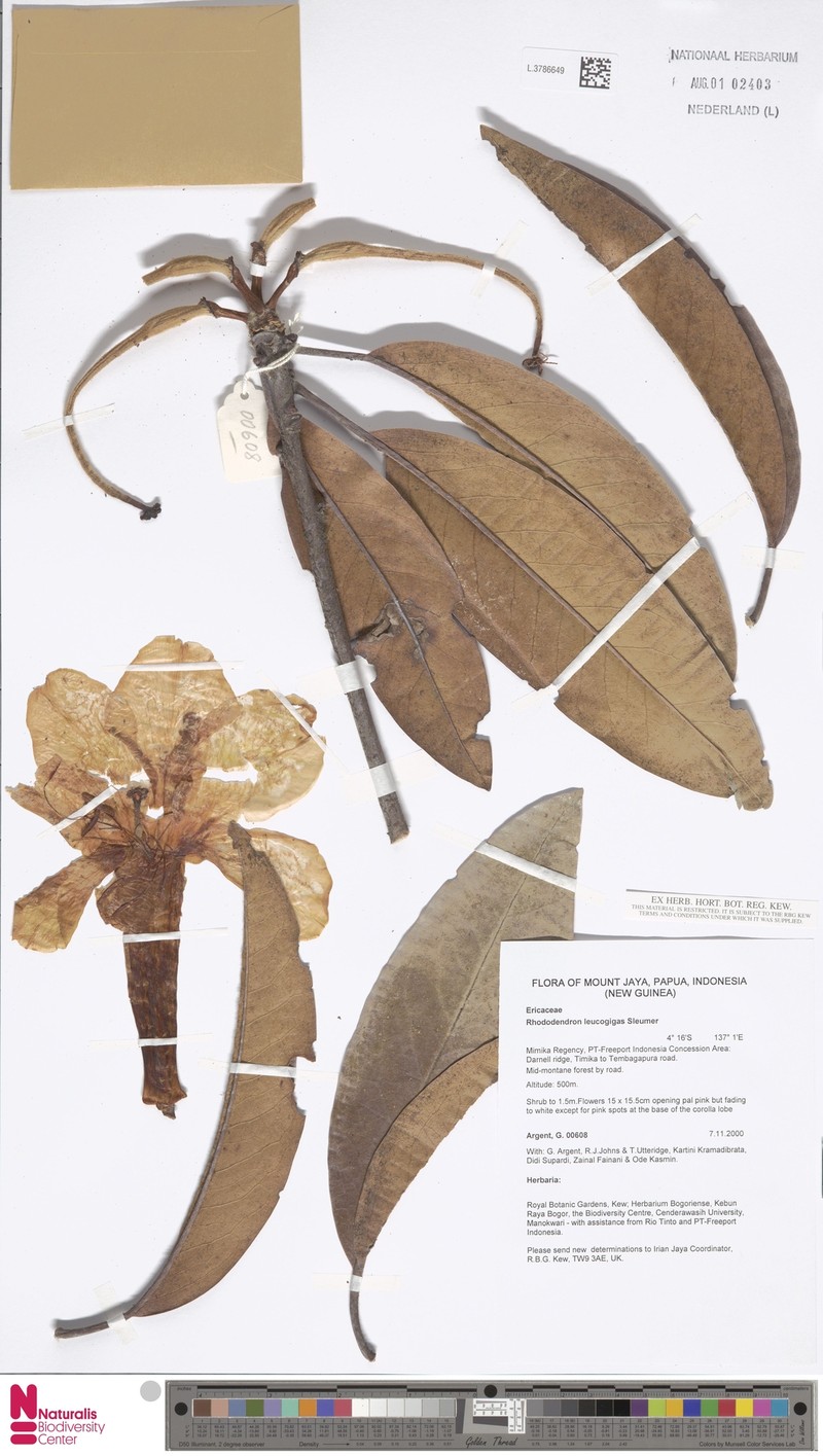 Rhododendron leucogigas photo 2
