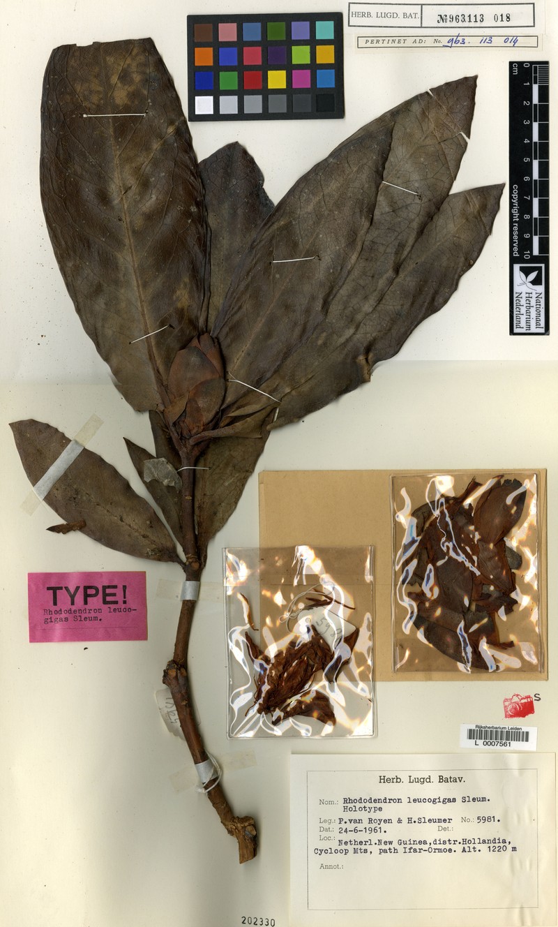 Rhododendron leucogigas photo 4