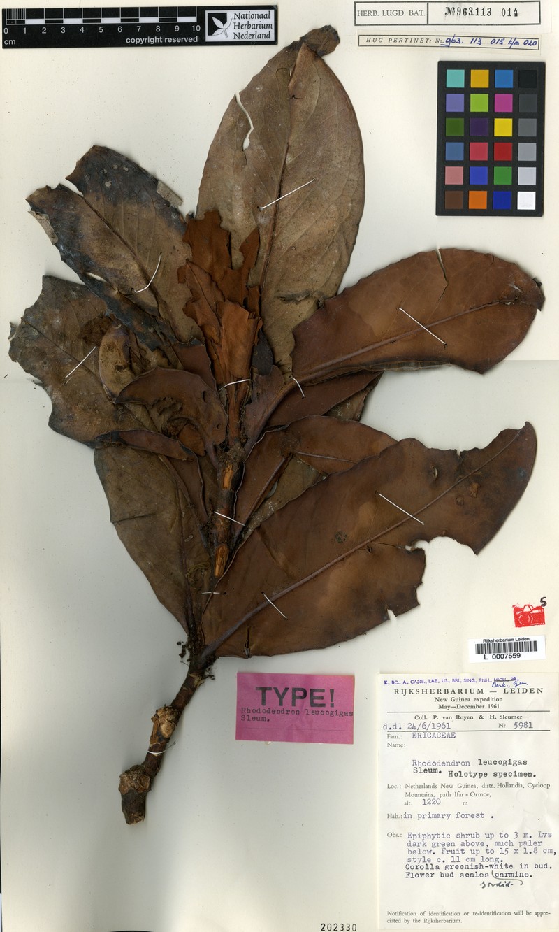 Rhododendron leucogigas photo 6