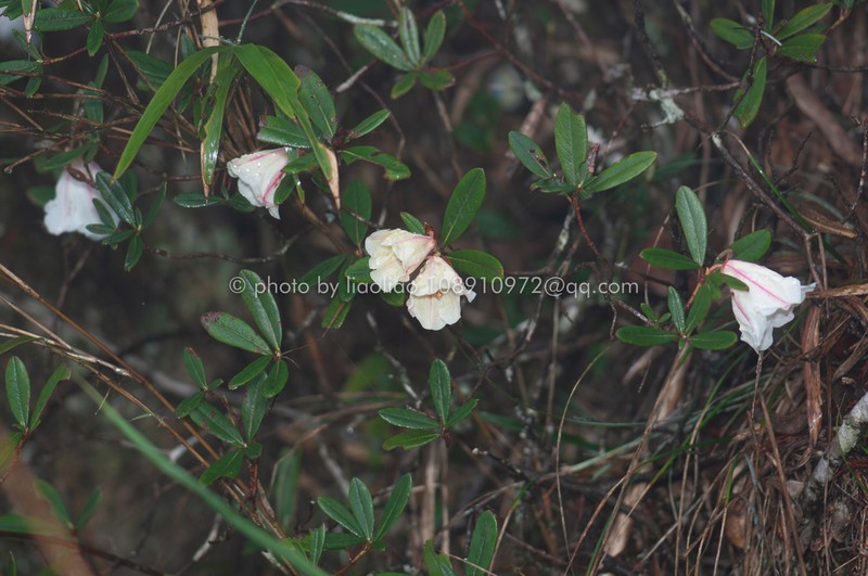 Rhododendron levinei photo 2