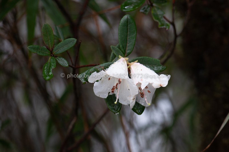 Rhododendron levinei photo 3