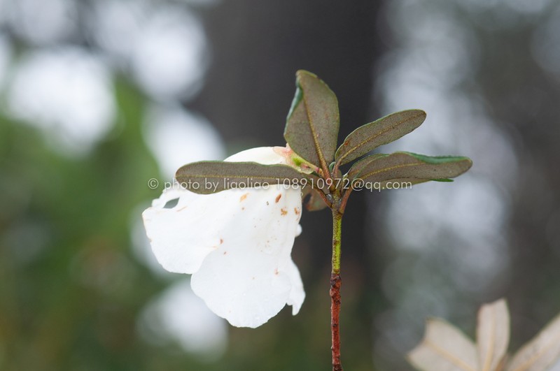 Rhododendron levinei photo 4