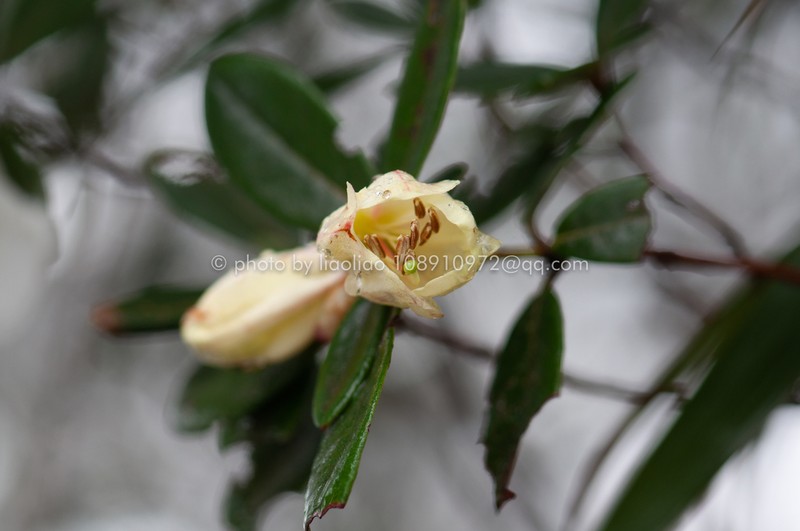 Rhododendron levinei photo 5