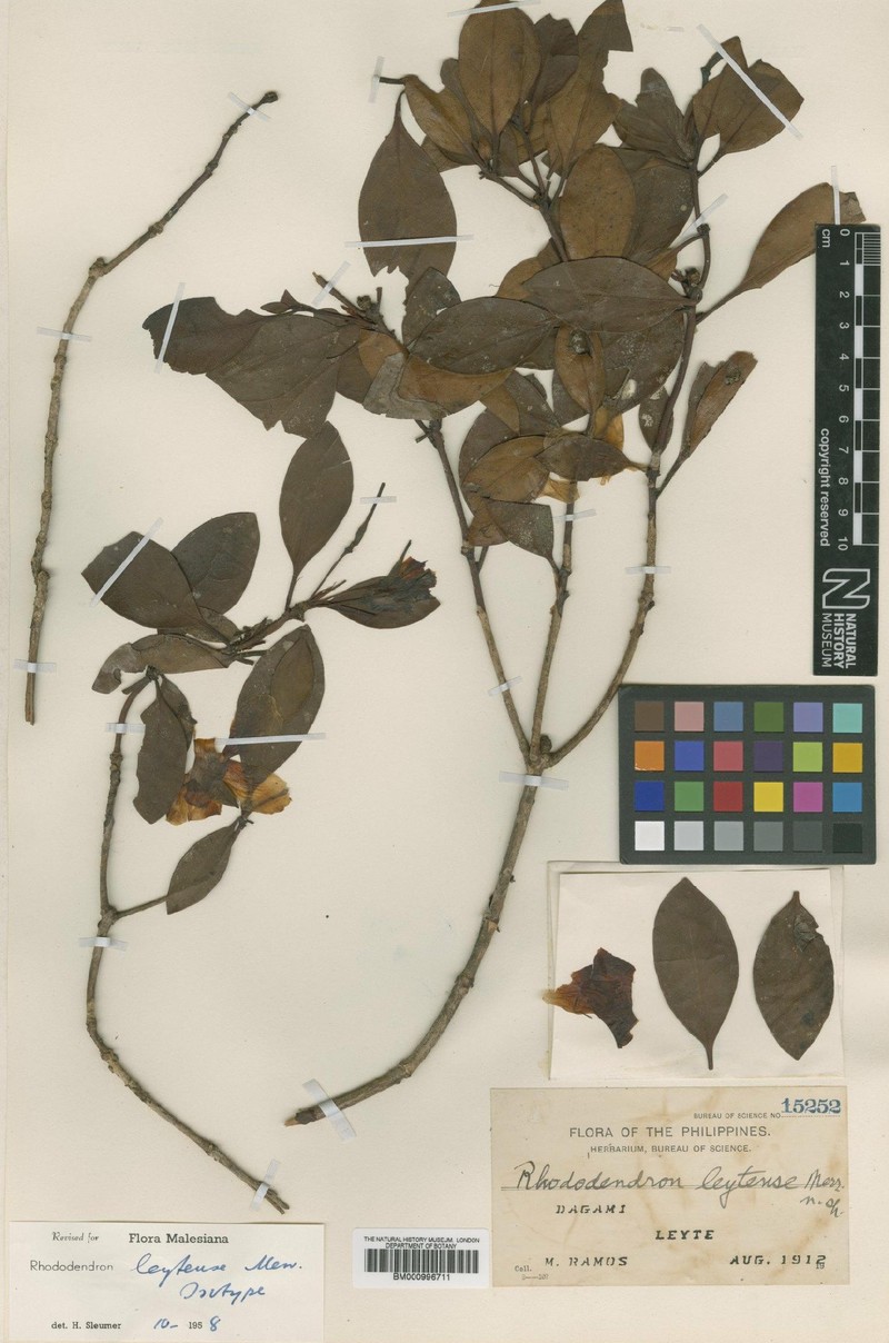 Rhododendron leytense