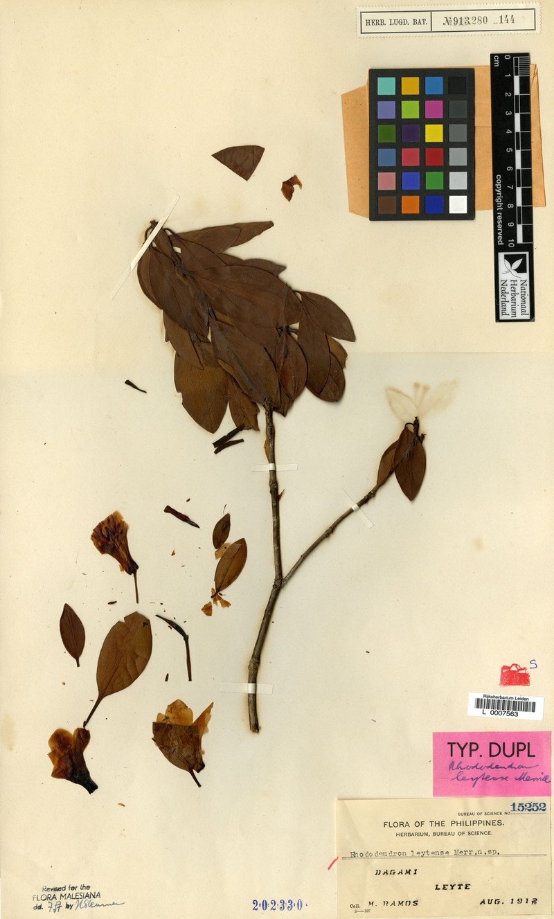 Rhododendron leytense photo 2