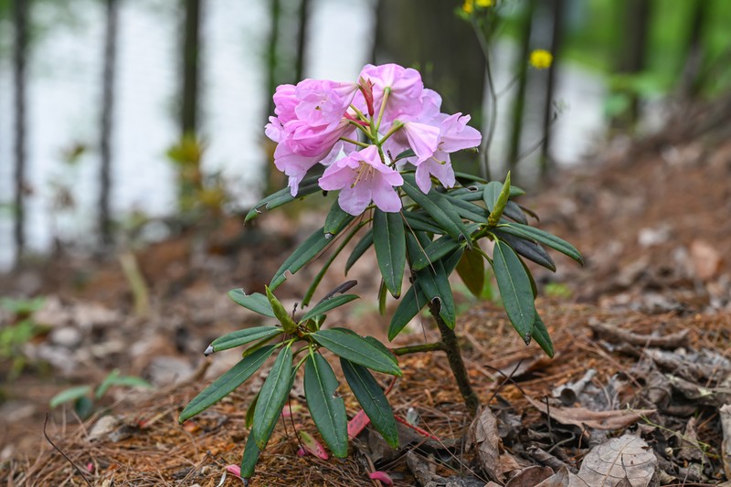 Rhododendron liboense