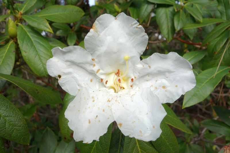 Rhododendron liliiflorum