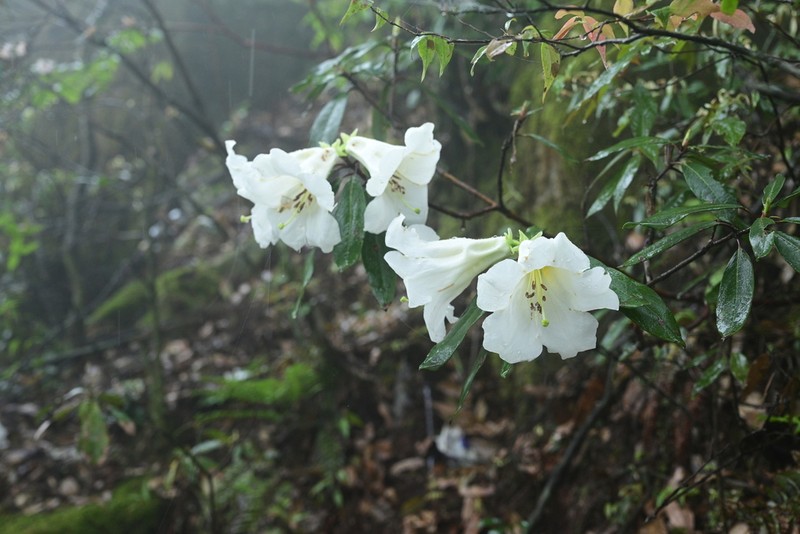Rhododendron liliiflorum photo 2