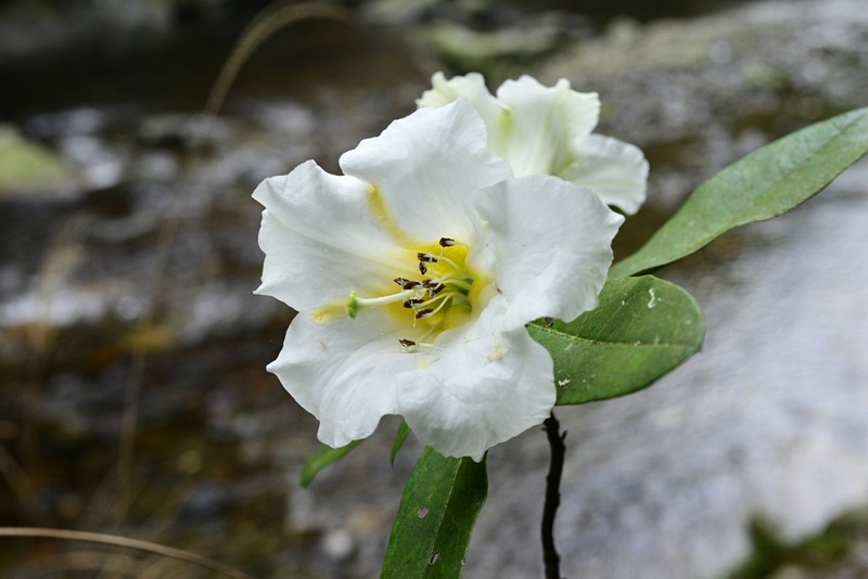Rhododendron liliiflorum photo 3