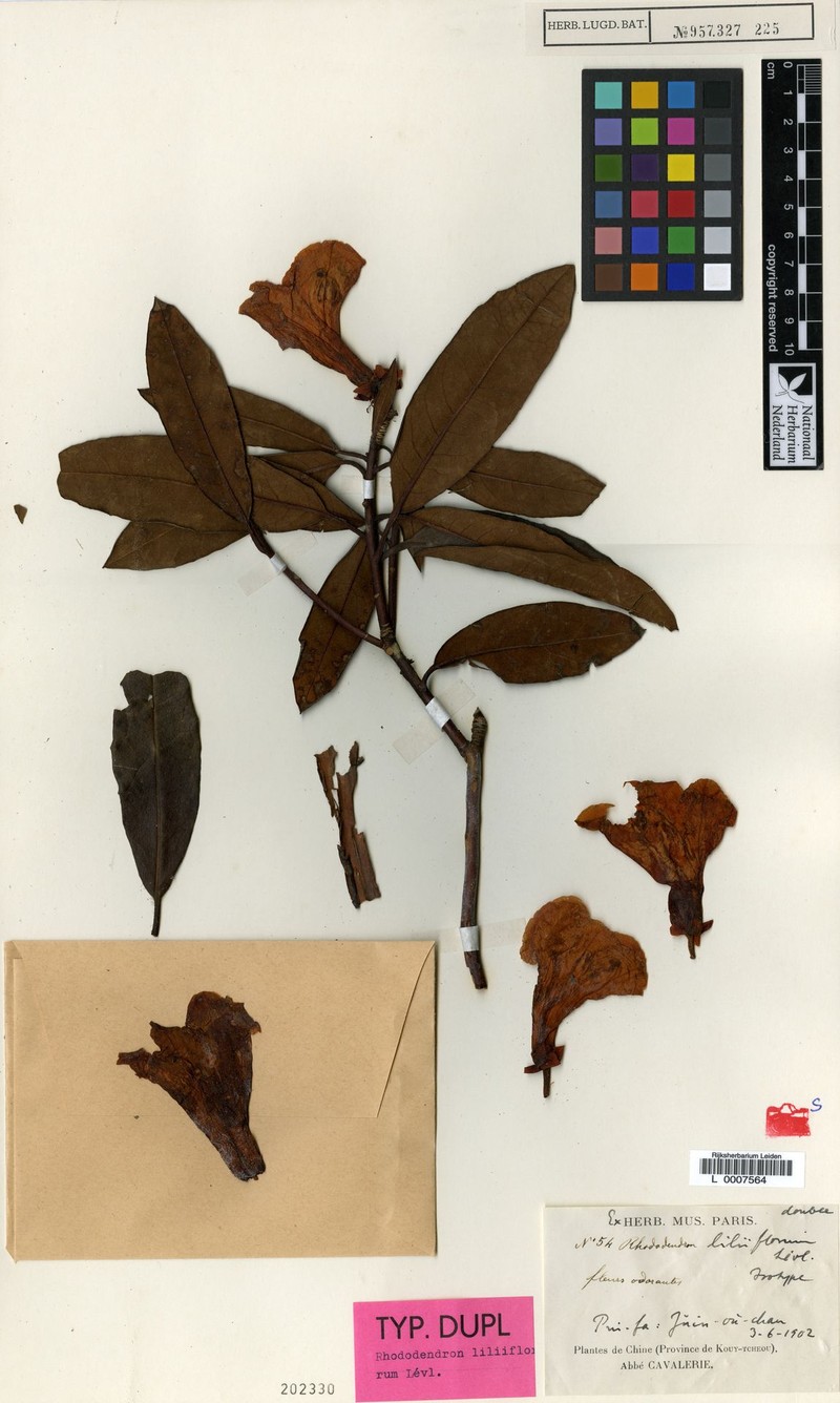 Rhododendron liliiflorum photo 4