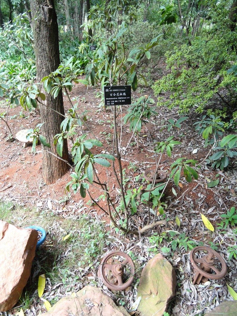 Rhododendron liliiflorum photo 5