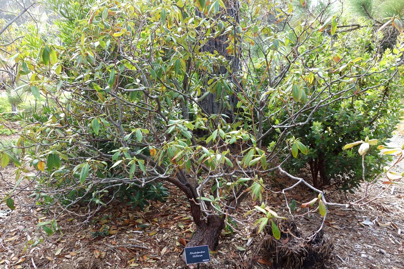Rhododendron liliiflorum photo 6