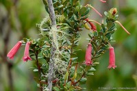 Rhododendron lindaueanum