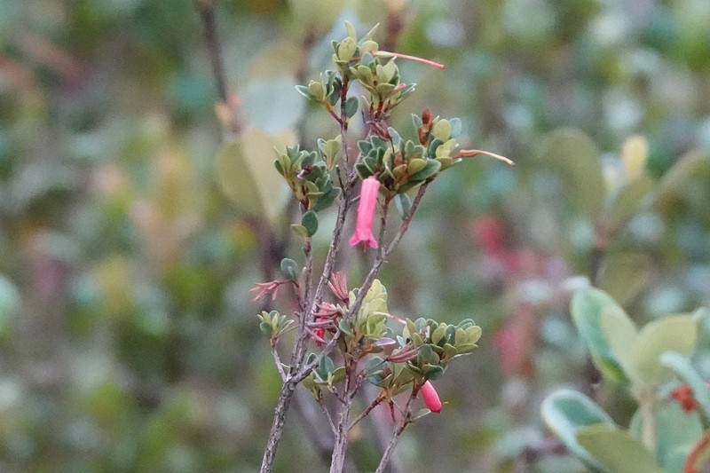 Rhododendron lindaueanum photo 3