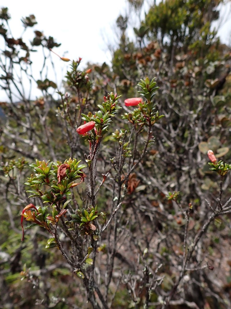 Rhododendron lindaueanum photo 4