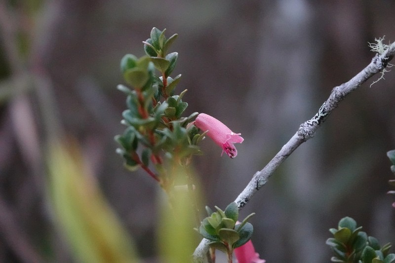 Rhododendron lindaueanum photo 5