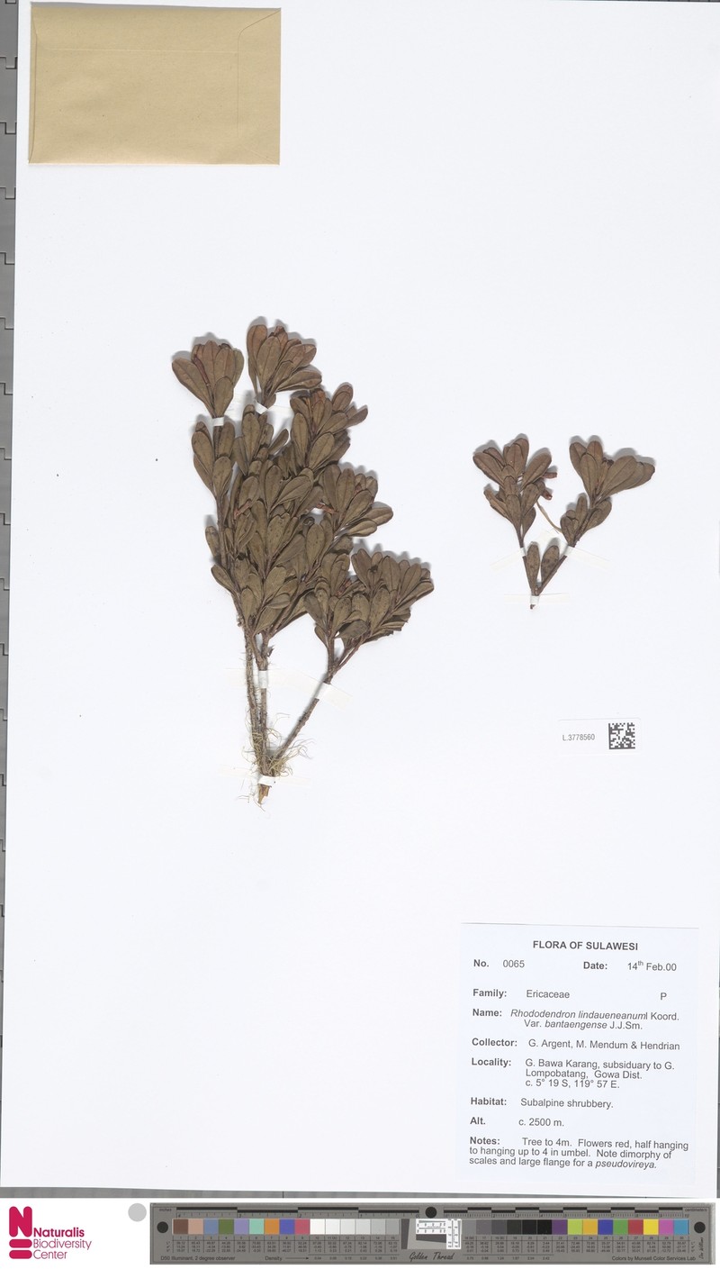 Rhododendron lindaueanum var. bantaengense