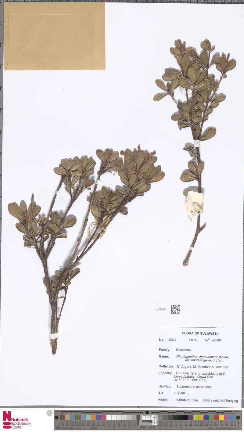 Rhododendron lindaueanum var. bantaengense photo 2