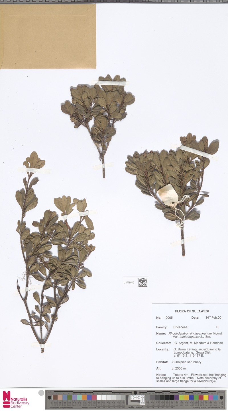 Rhododendron lindaueanum var. bantaengense photo 3