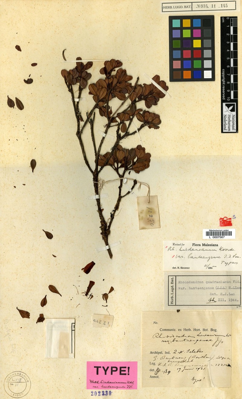 Rhododendron lindaueanum var. bantaengense photo 4