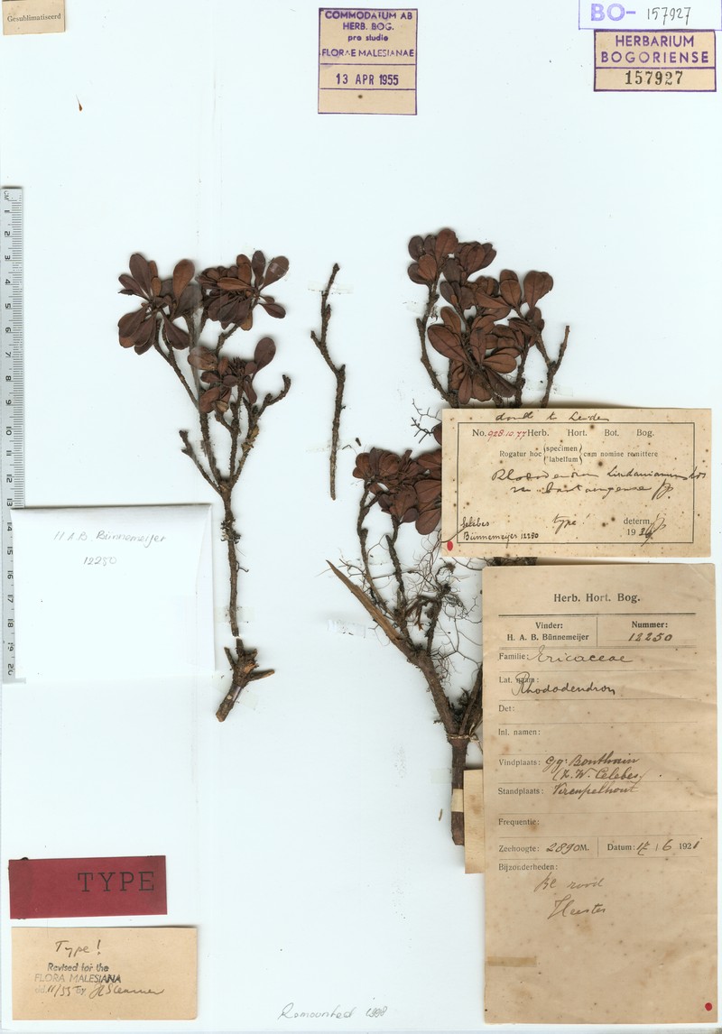 Rhododendron lindaueanum var. bantaengense photo 5