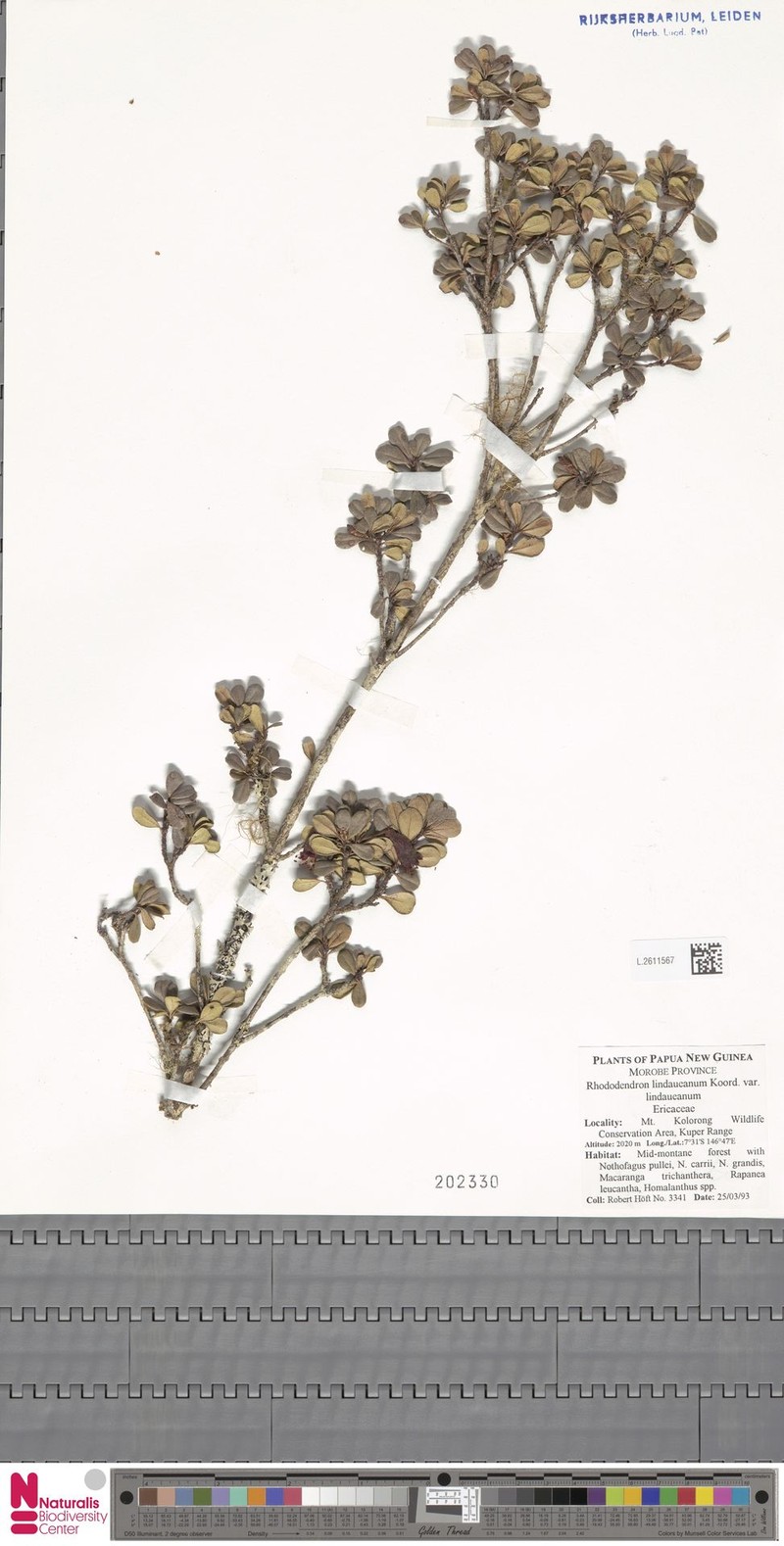 Rhododendron lindaueanum var. lindaueanum
