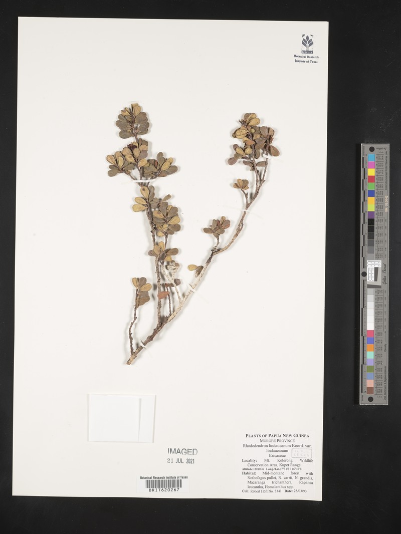 Rhododendron lindaueanum var. lindaueanum photo 3