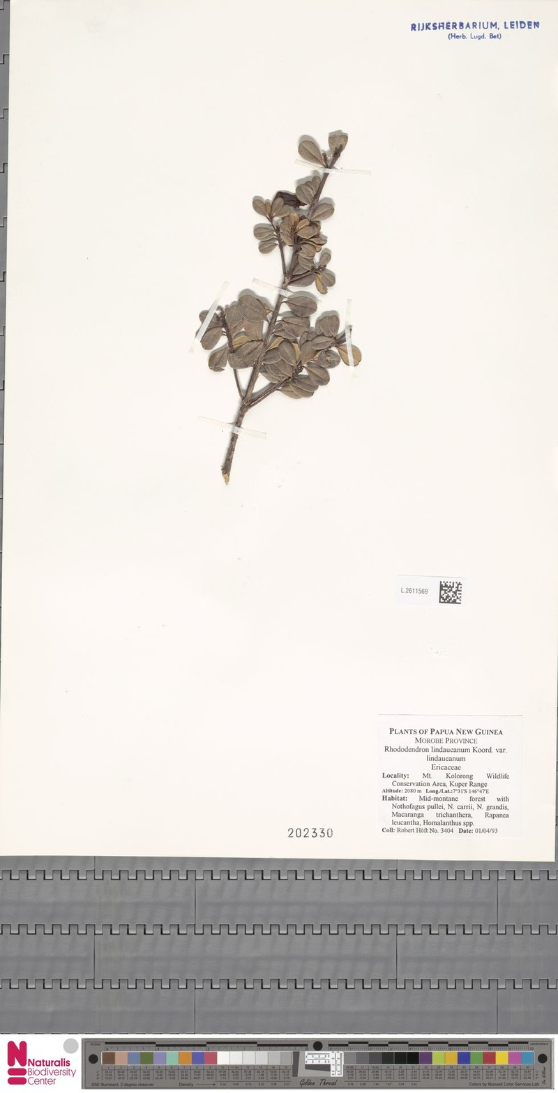Rhododendron lindaueanum var. lindaueanum photo 4